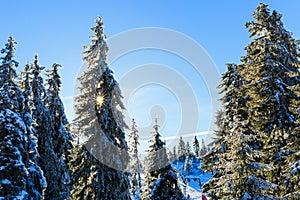 Snowy pine tree in wintertime