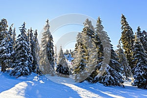 Snowy pine tree in wintertime