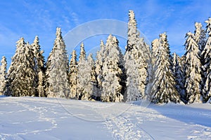 Snowy pine tree in wintertime