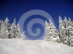 Snowy pine trees