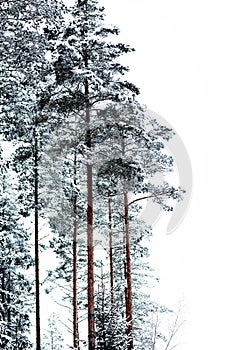 Snowy pine trees against white sky