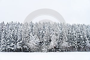 Snowy pine trees with bench on a winter landscape