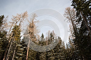 Zasněžené borovice ve Vysokých Tatrách, Slovensko