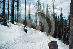 Snowy pine trees in the High Tatras, Slovakia