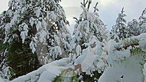 Snowy pine trees in winter forest at golden sunset. Gold sunrays shining trough pine forest covered in snow at winter