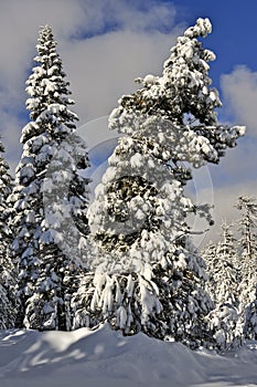 Snowy Pines, Lassen Volcanic National Park