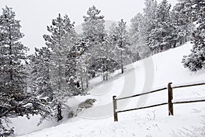 Snowy Pines on a Steep Slope By a Fence