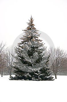 Snowy Pinetree