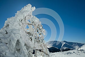 Snowy Pinus sylvestris in Guadarrama range national park