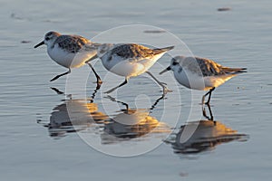 Snowy Plover