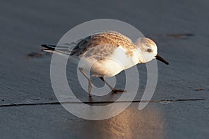 Snowy Plover