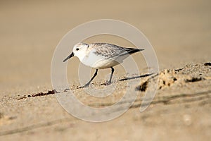 Snowy Plover