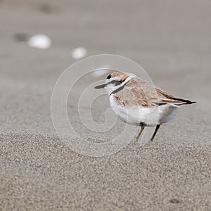 Snowy Plover