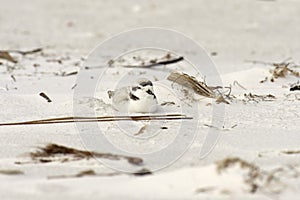 Snowy Plover on Beach