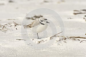 Snowy Plover on Beach