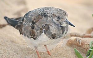 Snowy Plover (Charadrius alexandrinus) photo