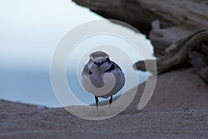 Snowy Plover (Charadrius alexandrinus)