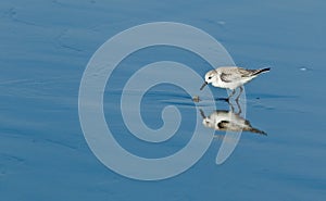 Snowy Plover (Charadrius alexandrinus nivosus)