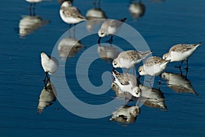 Snowy Plover (Charadrius alexandrinus nivosus)