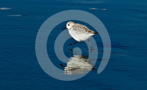 Snowy Plover (Charadrius alexandrinus nivosus) photo