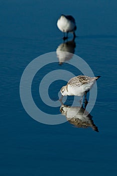 Snowy Plover (Charadrius alexandrinus nivosus)