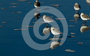 Snowy Plover (Charadrius alexandrinus nivosus)