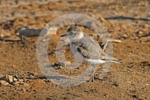 Snowy Plover, Charadrius nivosus, on beach