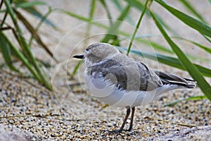 Snowy Plover, Charadrius nivosus, close up