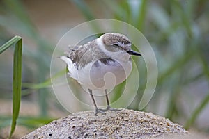 Snowy Plover, Charadrius nivosus, close view