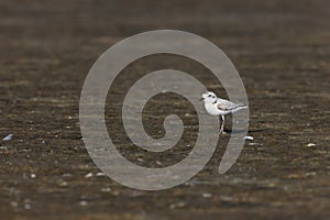 snowy plover & x28;Charadrius nivosus& x29; Fort De Soto Park Florida USA