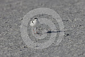 snowy plover (Charadrius nivosus) Fort De Soto Park Florida USA