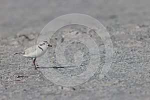 snowy plover (Charadrius nivosus) Fort De Soto Park Florida USA