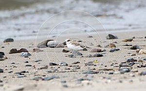 Snowy Plover Charadrius nivosus Standing on a Rocky Beach in Jalisco, Mexico