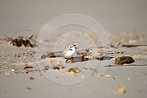 Snowy plover pair