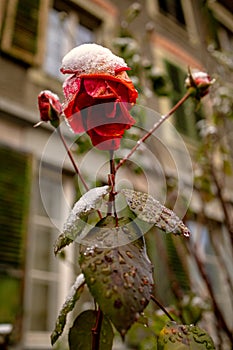 Snowy red rose in a street garden