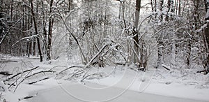 Snowy riparian forest over partly frozen river