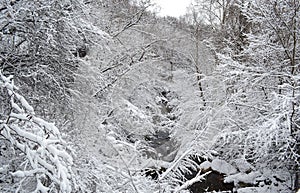 Snowy river. Beautiful winter Background. Mountain river in Bulgaria, Eurpe