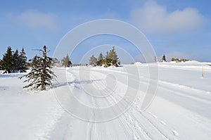 Snowy road besides dead spruce tree