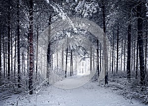 Snowy Road through the cold wintry forest