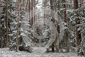 A snowy road in a coniferous forest. Duct in the forest and trees covered with fresh snow