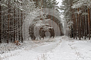 A snowy road in a coniferous forest. Duct in the forest and trees covered with fresh snow