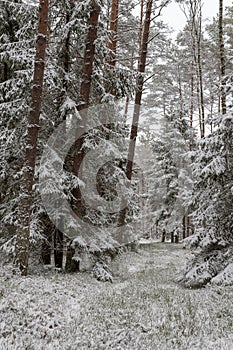 A snowy road in a coniferous forest. Duct in the forest and trees covered with fresh snow