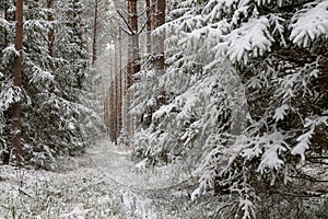 A snowy road in a coniferous forest. Duct in the forest and trees covered with fresh snow