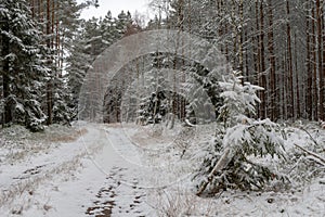 A snowy road in a coniferous forest. Duct in the forest and trees covered with fresh snow