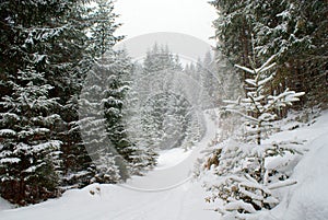 Snowy road in the coniferous forest in the snowfall