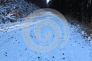 The snowy road is covered with beechnuts