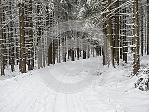 Snowy road curve at winter forest with snow covered spruce trees and walking black grey hunting dog. Brdy Mountains