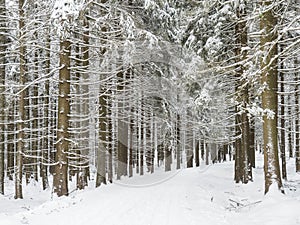 Snowy road curve at winter forest with snow covered spruce trees and walking black grey hunting dog. Brdy Mountains