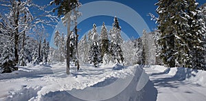 Snowy road through dreamy winter forest, sunny day with blue sky and covered trees