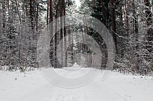 Snowy road in the forest